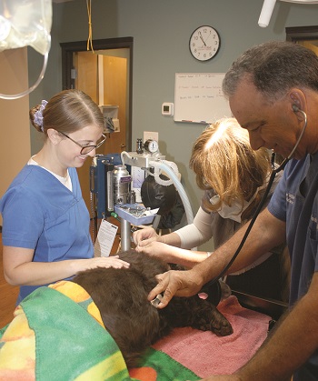 Dr. Garofolo and staff attending a dog